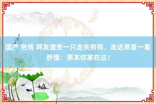 国产 色情 网友遭受一只走失狗狗，走近昂首一看秒懂：原本你家在这！